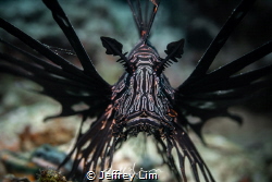 Black Lionfish by Jeffrey Lim 